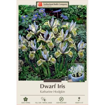 Iris, Dwarf Iris 'Katharine Hodgkin'