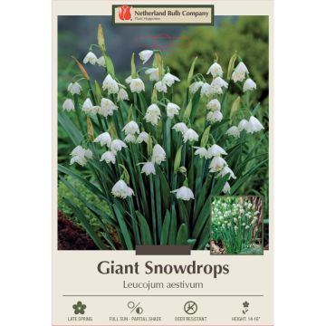 Leucojum, Giant Snowdrop