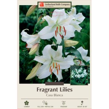 Lilium, Oriental Fragrant Lily 'Casa Blanca' 