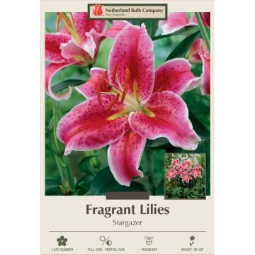 Lilium, Oriental Fragrant Lily 'Stargazer' 