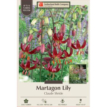 Lilium, Martagon Wild Lily 'Claude Shride' 