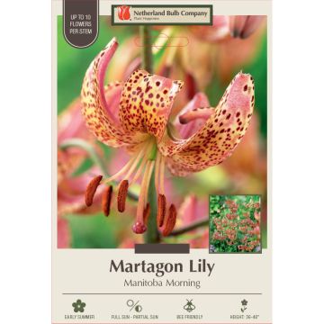 Lilium, Martagon Wild Lily 'Manitoba Morning' 