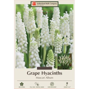 Muscari, Grape Hyacinth 'Album'