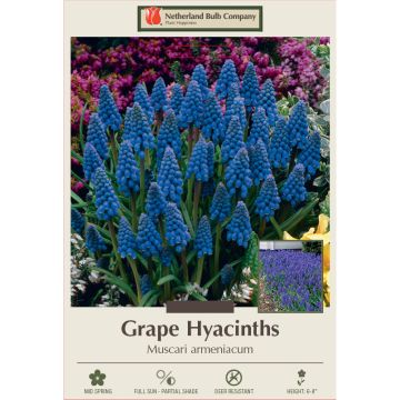 Muscari, Grape Hyacinth