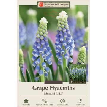 Muscari, Grape Hyacinth 'Julia®'