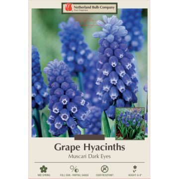 Muscari, Grape Hyacinth 'Dark Eyes'