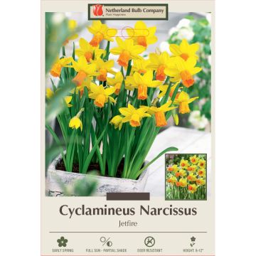 Narcissus, Cyclamineus 'Jetfire'