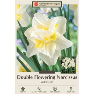 Narcissus, Double Flowering 'White Lion'