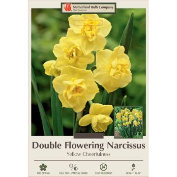 Narcissus, Double Flowering 'Yellow Cheerfulness'