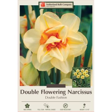 Narcissus, Double Flowering 'Double Fashion'