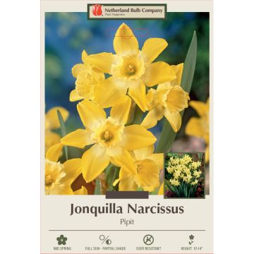 Narcissus, Jonquil 'Pipit'