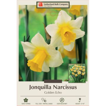 Narcissus, Jonquil 'Golden Echo'