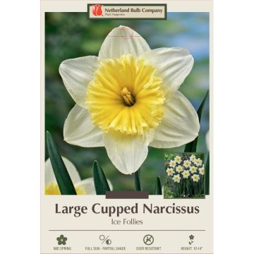 Narcissus, Large Cupped 'Ice Follies'