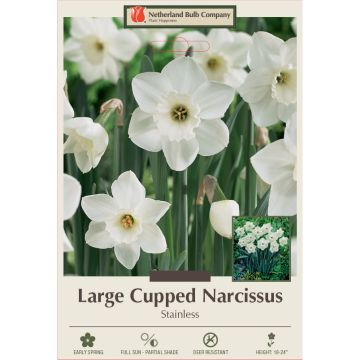 Narcissus, Large Cupped 'Stainless'