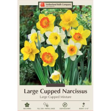 Narcissus Assortment, Large Cupped Mixture