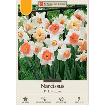 Narcissus Assortment, Pink Mixture