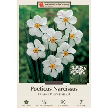 Narcissus, Poeticus 'Original Poet's Daffodil'