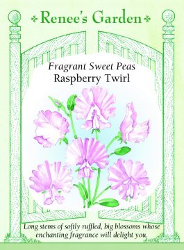 Lathyrus, Fragrant Sweet Pea, Raspberry Twirl, ~ 30 seeds