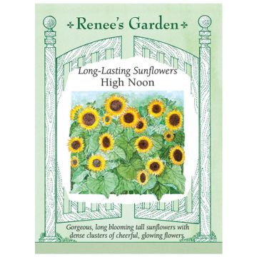 Helianthus, Sunflower 'High Noon' ~ 60 seeds