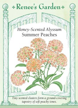 Lobularia, Alyssum, Honey-Scented Alyssum Summer Peaches, ~ 560 seeds