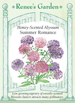 Lobularia, Alyssum, Honey-Scented Alyssum Summer Romance, ~ 500 seeds