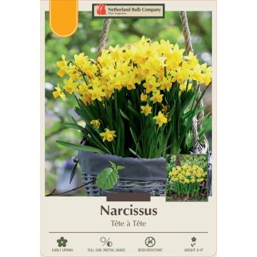 Narcissus, Specialty 'Tête à Tête'