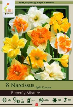 Narcissus Assortment, Split Corona Butterfly Mixture