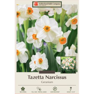 Narcissus, Tazetta 'Geranium'