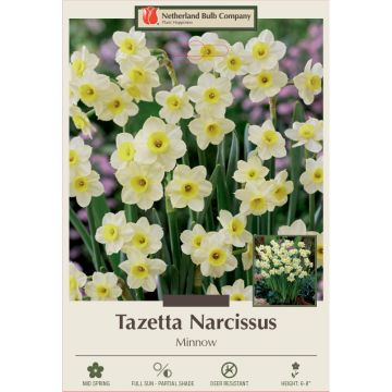 Narcissus, Tazetta 'Minnow'