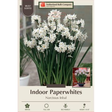 Narcissus, Tazetta Indoor Paperwhite 'Inbal'