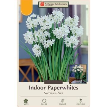 Narcissus, Tazetta Indoor Paperwhite 'Ziva'