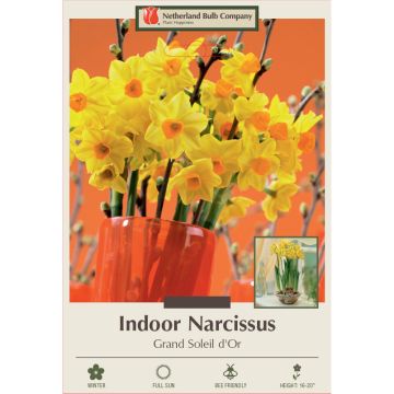 Narcissus, Tazetta Indoor Paperwhite 'Grand Soleil d'Or'