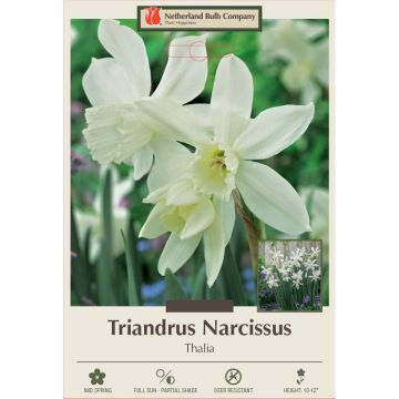 Narcissus, Triandrus 'Thalia'