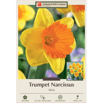 Narcissus, Daffodil Trumpet 'Akita'