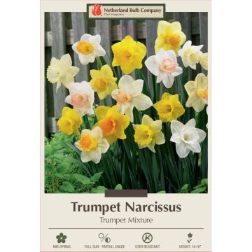 Narcissus Assortment, Daffodil Trumpet Mixture