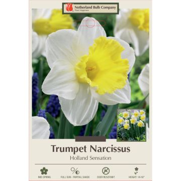 Narcissus, Daffodil Trumpet 'Holland Sensation'