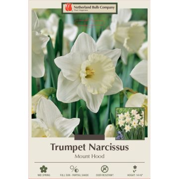 Narcissus, Daffodil Trumpet 'Mount Hood'