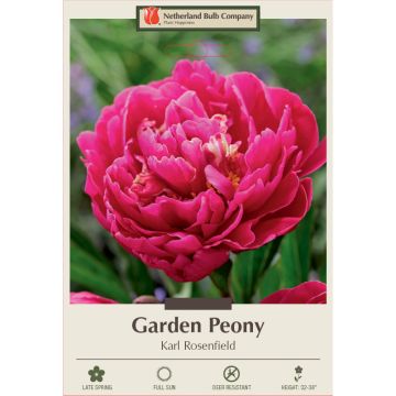 Paeonia, Garden Peony 'Karl Rosenfield' 