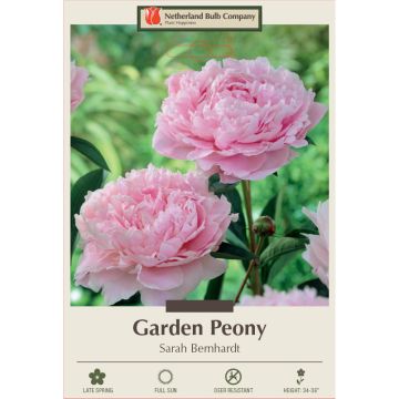 Paeonia, Garden Peony 'Sarah Bernhardt' 