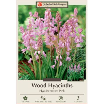 Hyacinthoides, Wood Hyacinth 'Pink'