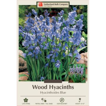 Hyacinthoides, Wood Hyacinth 'Blue'