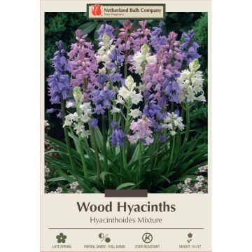 Hyacinthoides Assortment, Wood Hyacinth Mix