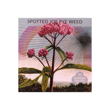 Eutrochium, Joe Pye Weed 'Spotted' ~ 150 seeds