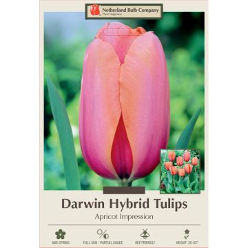 Tulipa, Darwin Hybrid Tulip 'Apricot Impression'