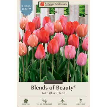 Tulipa Assortment, Darwin Hybrid Tulip 'Blush' 