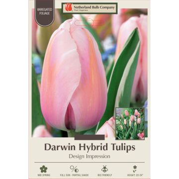 Tulipa, Darwin Hybrid Tulip 'Design Impression'