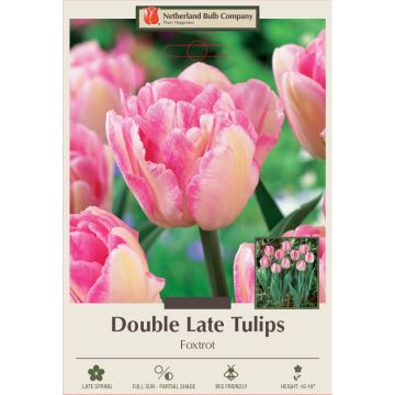 Tulipa, Late Double Tulip 'Foxtrot'