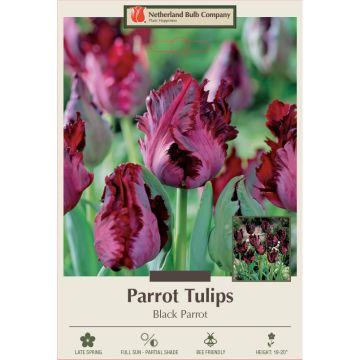 Tulipa, Parrot Tulip 'Black Parrot'