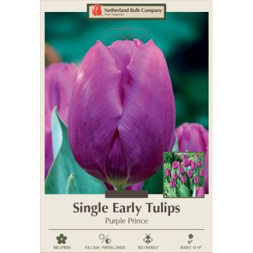 Tulipa, Early Single Tulip 'Purple Prince' 