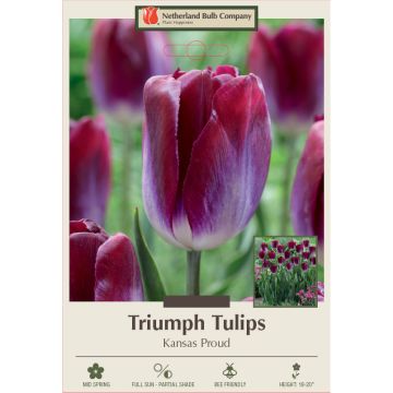 Tulipa, Triumph Tulip 'Kansas Proud'